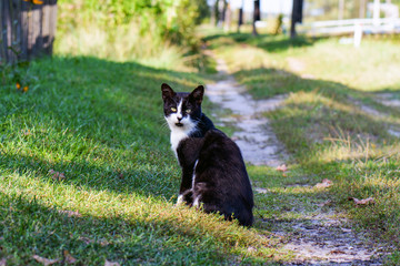 Black and white cat in the village sits on the grass