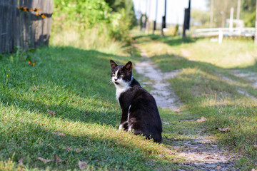 Black and white cat in the village sits on the grass