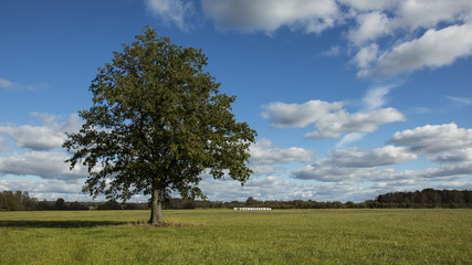 Fototapeta na wymiar Powerful oak tree