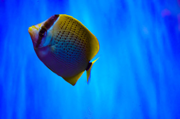 Naklejka premium チョウチョウウオ