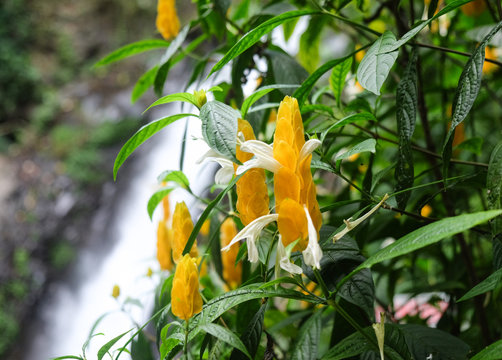 Golden shrimp flower in front of Gitgit waterfall, Indonesia