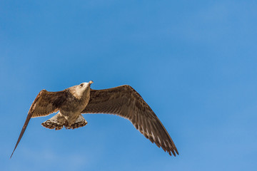 Seagull flying with blue sky.