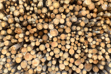 The felled logs of the trees in the sawmill are stacked.