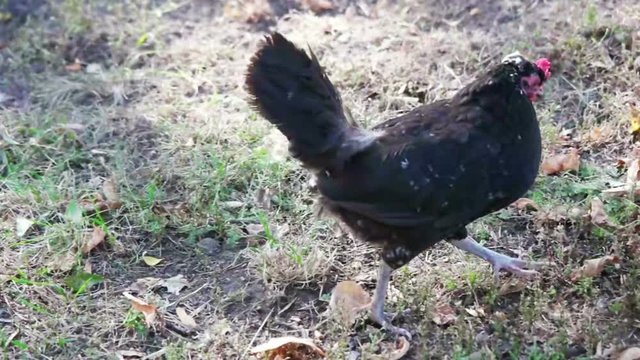 black hen, slow motion
