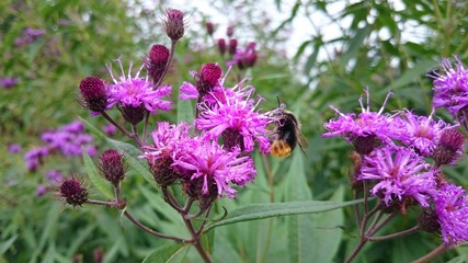 Pinke Blumen mit Biene