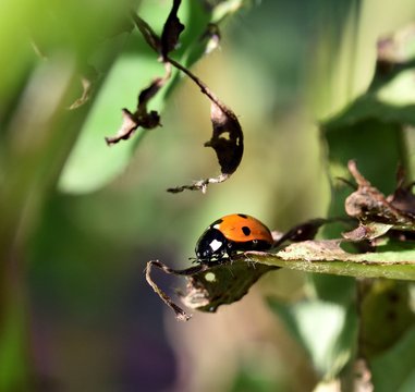 Coccinellidae in the garden