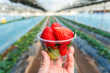 Strawberry in cup with strawberry plant.