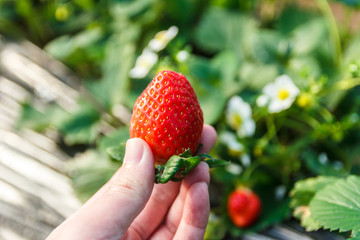 Strawberry in hand with strawberry plant.