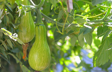 Green unripe  pumpkin