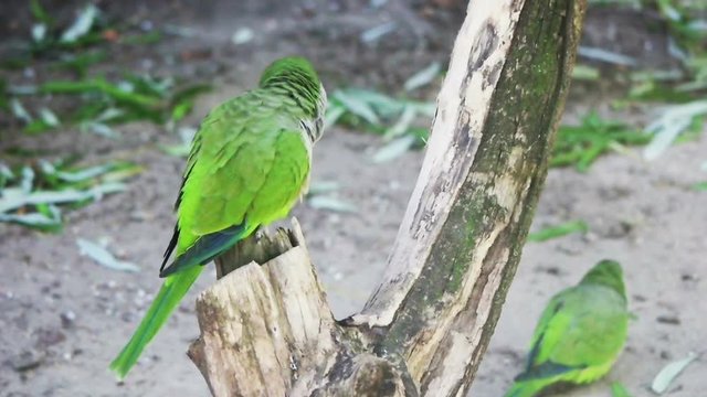 funny parrot is sitting on a tree, slow motion