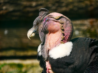 Condor
