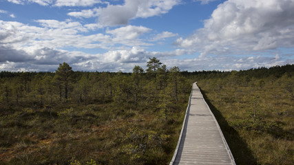 Path through the swamp