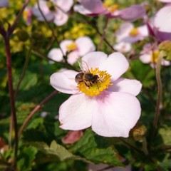 Rosa Blume mit Biene