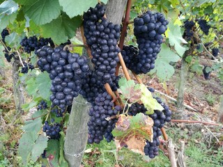 Weintrauben / Weinreben