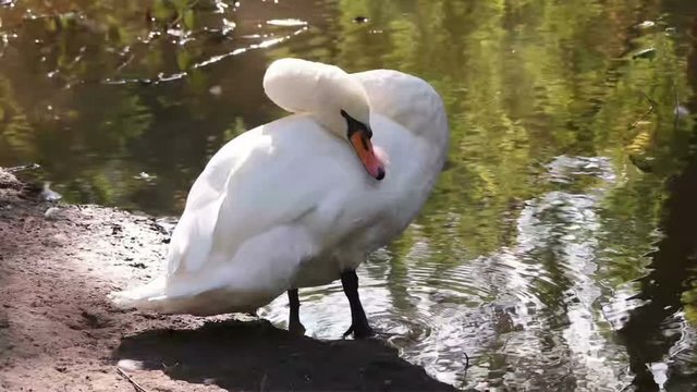 beautiful swan, slow motion