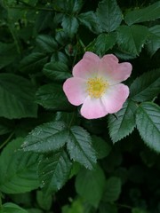 Wildrose / Silberware