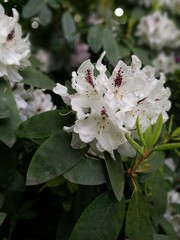 Wei&szlig;er Rhododendron