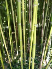 Bambusrohre