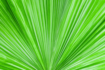 Closeup palm leaf texture.