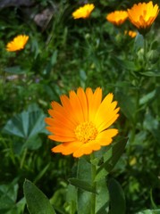fiore di calendula selvatico