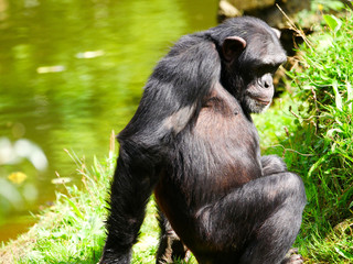 Chimpanzé