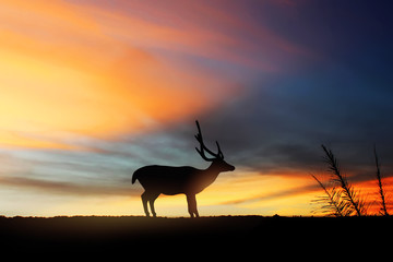 silhouette of a deer, with a beautiful twilight sky background.