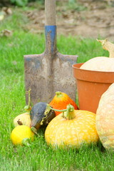 ensemble de potirons et citrouille ,récolte de jardin