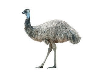 Emoe geïsoleerd op een witte achtergrond