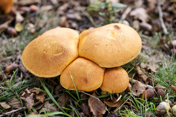 Pilze im Herbstwald