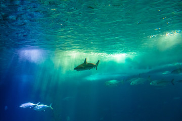 Undersea scene background. A shark and tropical fishes in deep blue water. Undersea marine life. Copy space.