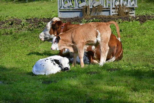 Austria, Agriculture, Cattle