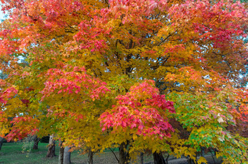 Colourful autumn leaves in the Yarra Valley in Australia.