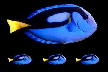 Blue Tang (paracanthurus hepatus) 