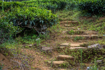 Stone trail on the tea plantation.