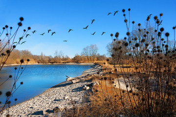 Gänseschwarm am Speichersee Ismaning, Vogelschutzzone