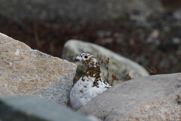 Rock Ptarmigan (Lagopus Muta) hiding among rocks showing the start of summer colours