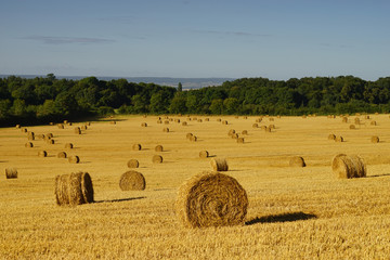 Fototapeta premium Paysage Campagne 239