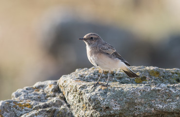 Pied wheatear (Oenanthe pleschanka)