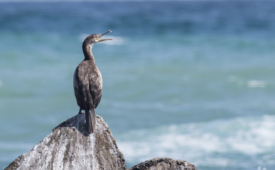 Cormorants on the rocky shore