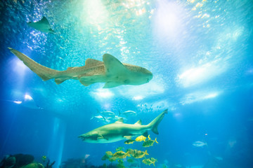 Underwater blue background with sunbeams. Schools of tropical fish and big sharks in turquoise water. Undersea marine life. Copy space.