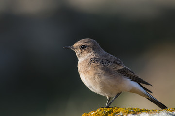 Pied wheatear (Oenanthe pleschanka)