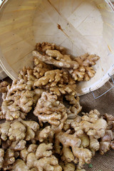 Ginger
