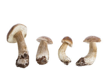 Harvested at autumn amazing edible mushrooms boletus edulis (king bolete) known as porcini mushrooms. on white background.