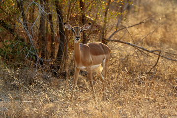 Naklejka na ściany i meble Antelopes (Impala) in the Kruger National Park, South Africa