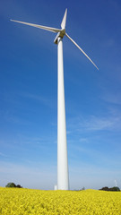 Windrad Rapsfeld Energie