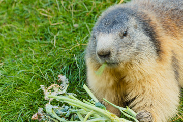 close-up of a sociable marmot /a marmot is eating quiet in a meadow