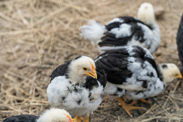 Baby Chicks