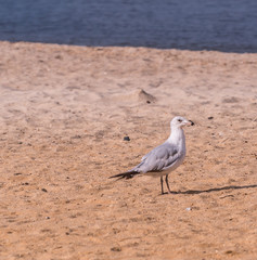 Seagull standing and Watching