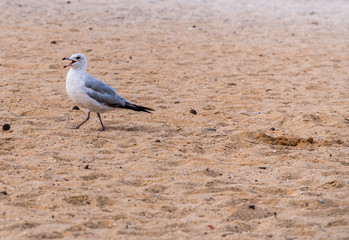 Seagull walking on the Beach