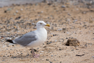 Fototapeta na wymiar Seagull standing on a sandy beach